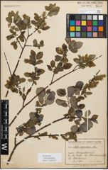 Foto von Salix myrsinifolia Salisb.